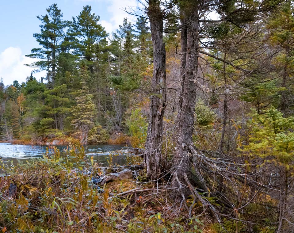 Two white spruce trees with roots growing from a beaver dam. Behind, white pines and spruce line the shore of the lake